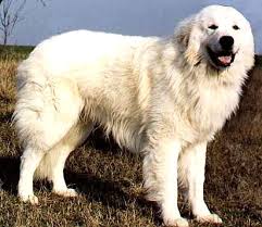 cane razza Pastore Maremmano Abruzzese